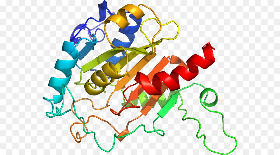 Estrutura Proteica，Biologia PNG