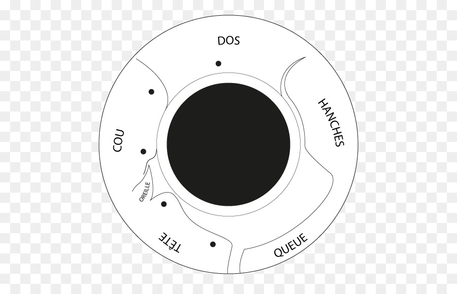 Diagrama De Partes Do Corpo，Anatomia PNG