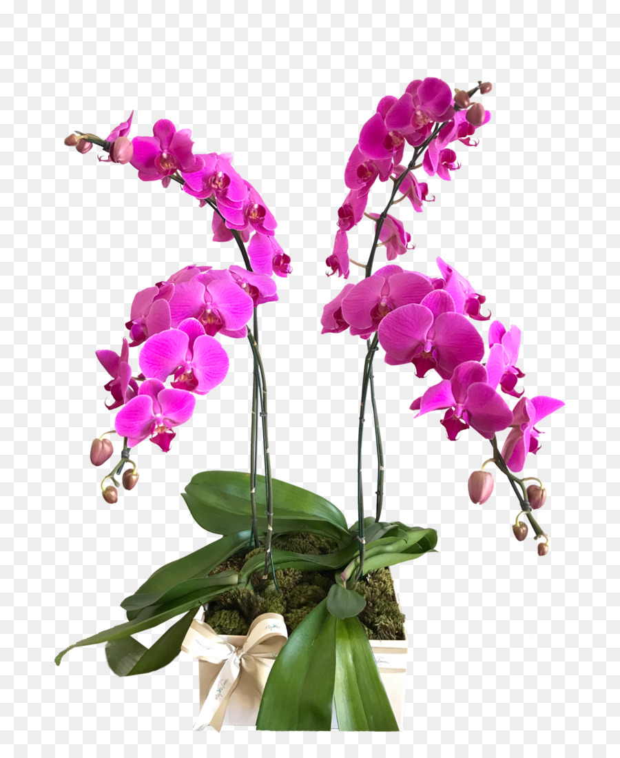 Orquídea Rosa，Plantar PNG