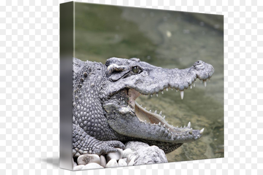 Crocodilo Do Nilo，O Americano Jacaré PNG