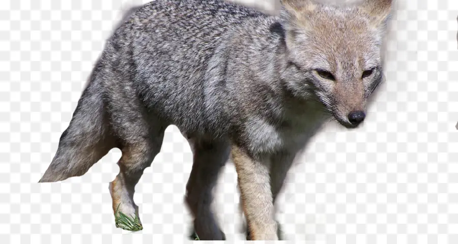 Gray Fox，Cão PNG