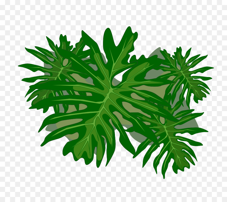 Planta Verde，Folhas PNG