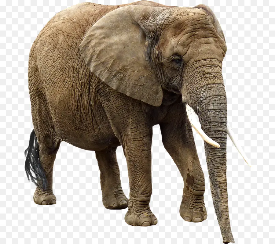 Elefante Africano，Elephantidae PNG