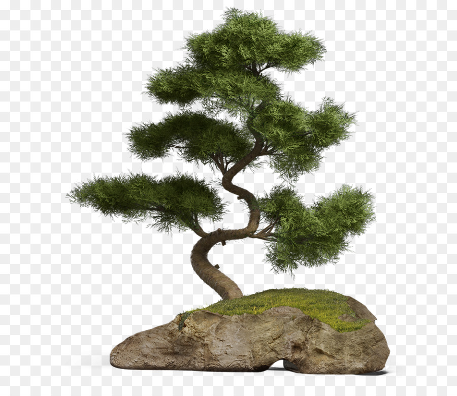 Computação Gráfica 3d，Bonsai PNG