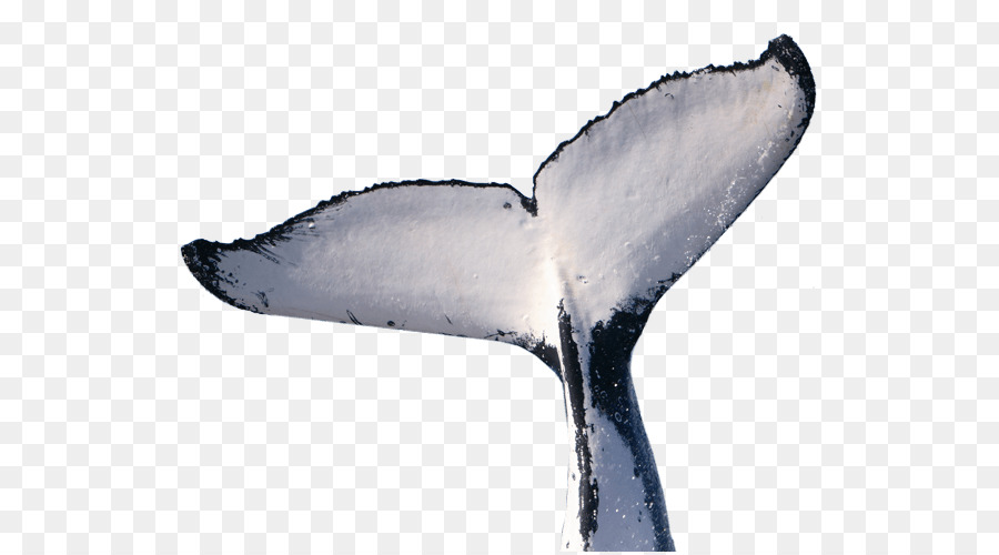 Cetacea，Boto PNG