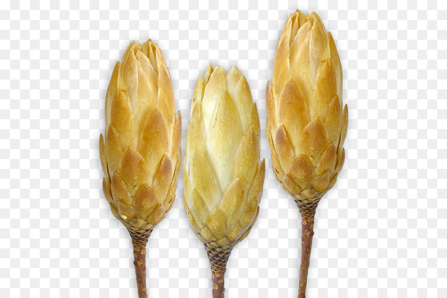 Flores Secas，Caules PNG