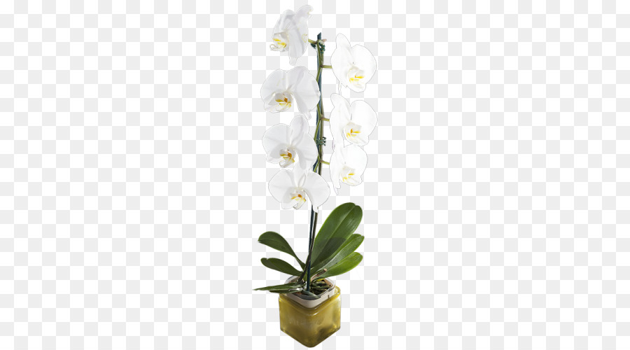 Orquídea，Flor PNG