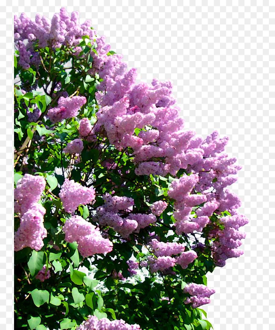 Flores Lilás，Roxo PNG