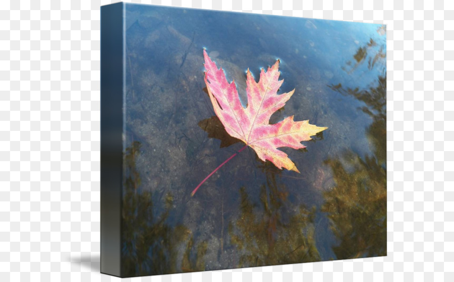 Maple Leaf，Pintura PNG