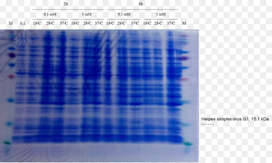 Western Blot，Célula PNG