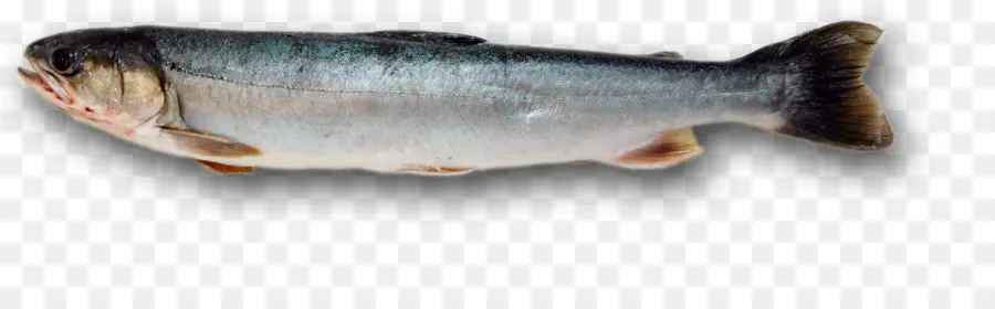 Sardinha，Produtos De Peixe PNG