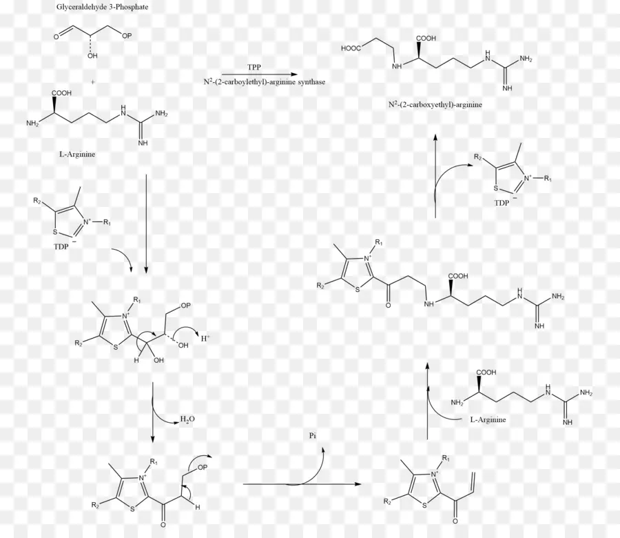 Clavulânico，Amoxicillinclavulanic ácido PNG