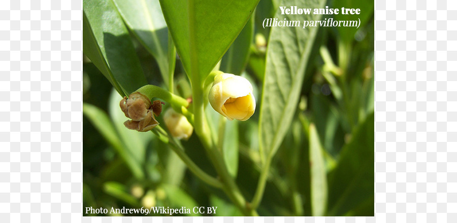 Assado Floridanum，Assado Parviflorum PNG