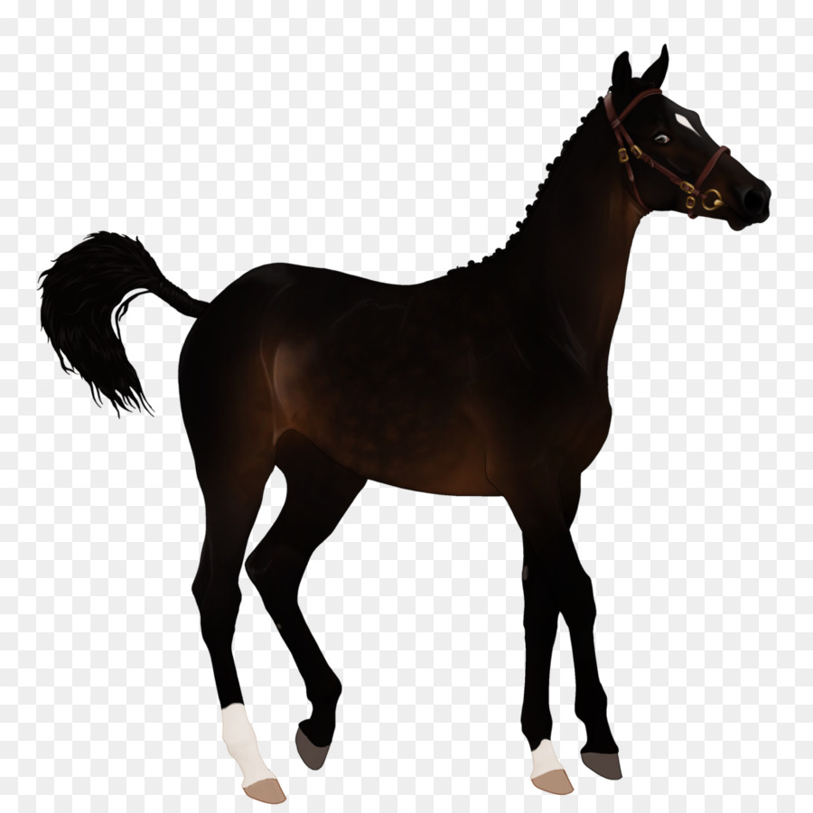 Cavalo，Equino PNG