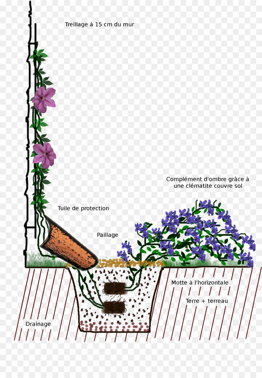 Plantação，Flor De Couro PNG