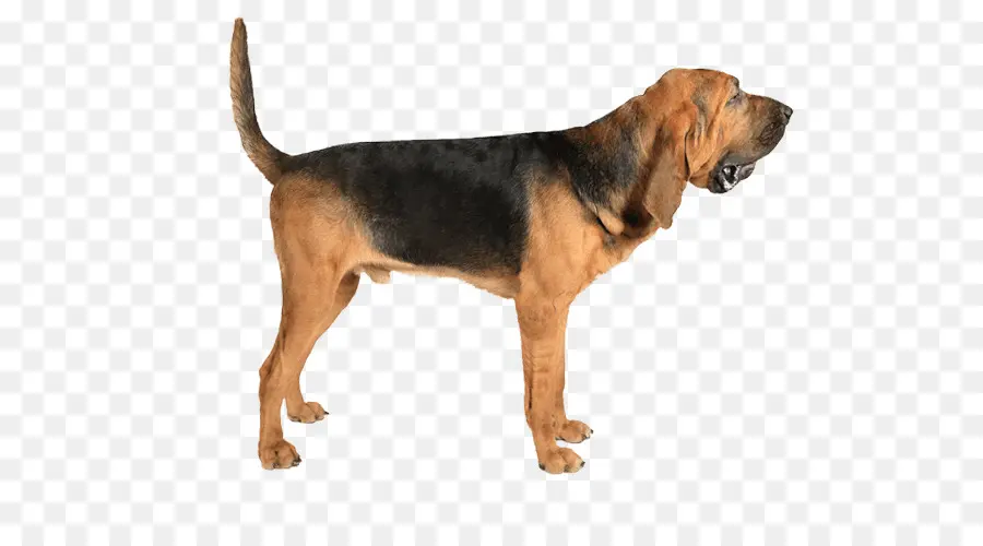 Beagleharrier，Cão De Caça PNG