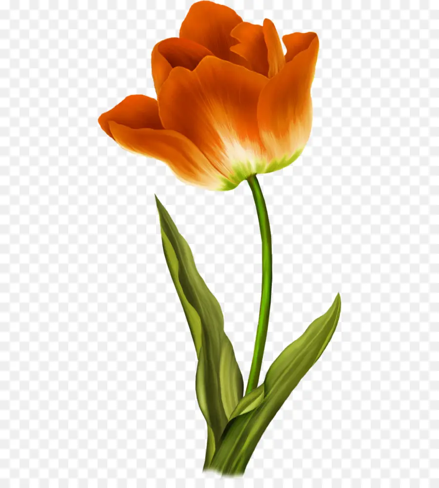 Flor，Tulip PNG