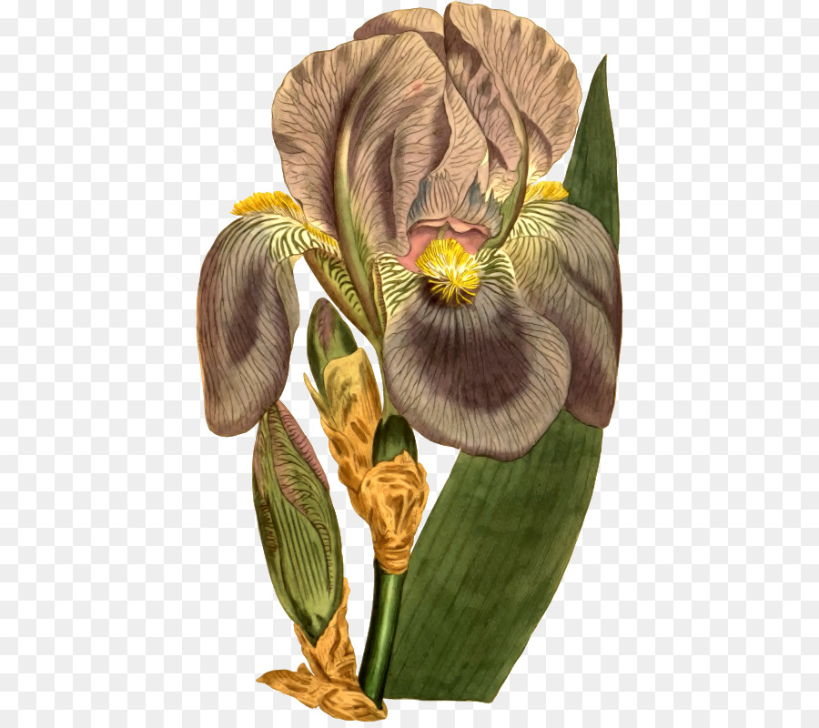 Flor De Íris，Florescer PNG