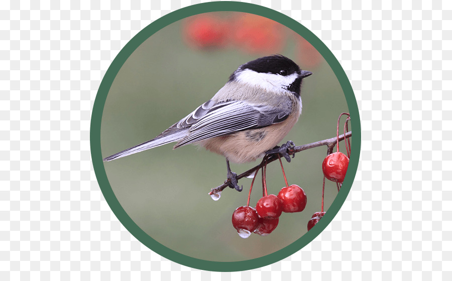 Blackcapped Chickadee，Aves PNG