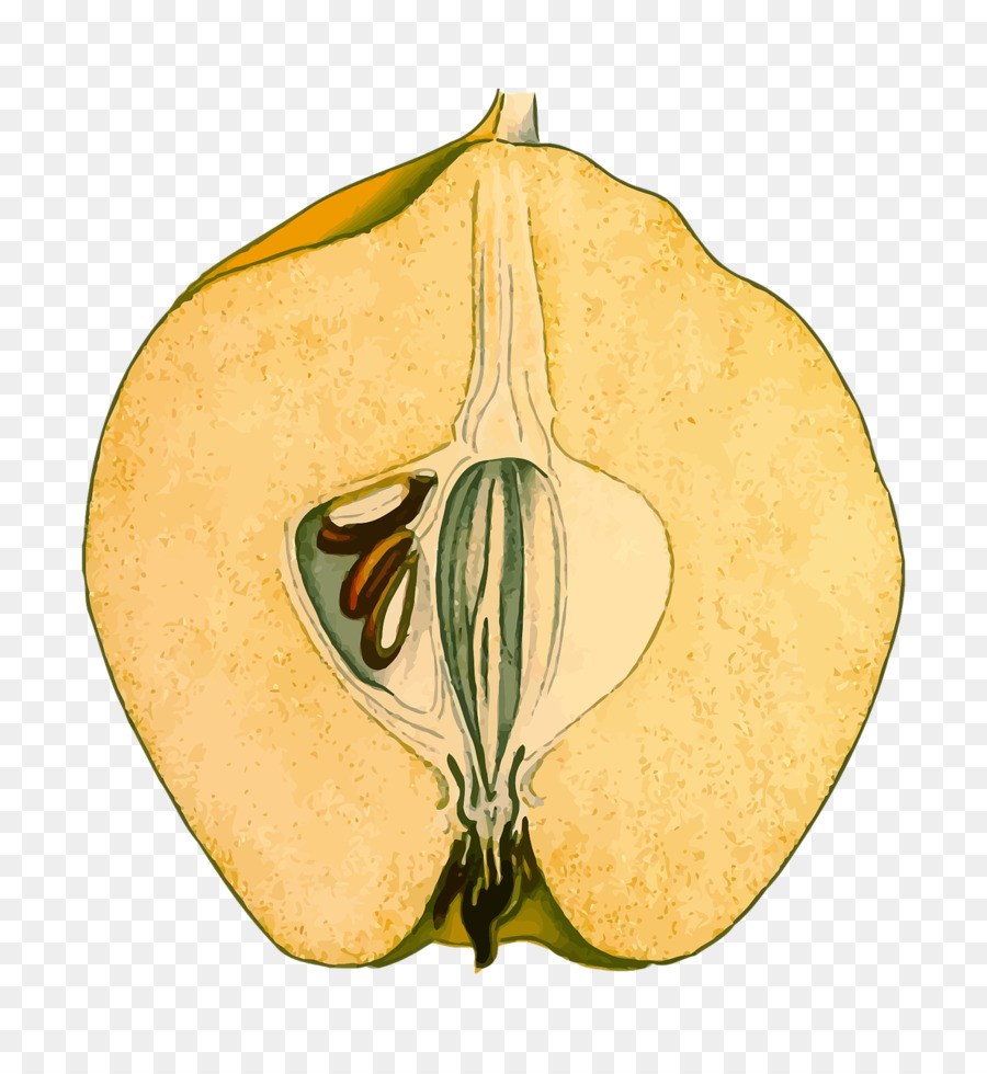 Cucurbita，Frutas PNG