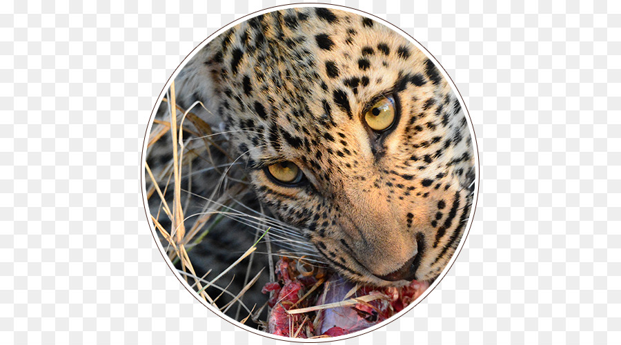 Leopard，Isimangaliso Wetland Park PNG