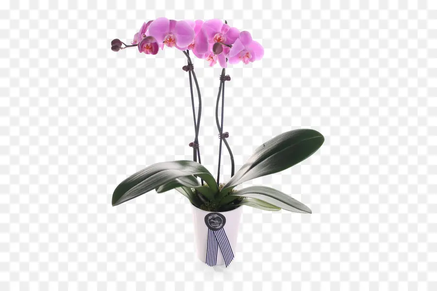 Flores De Orquídea，Rosa PNG