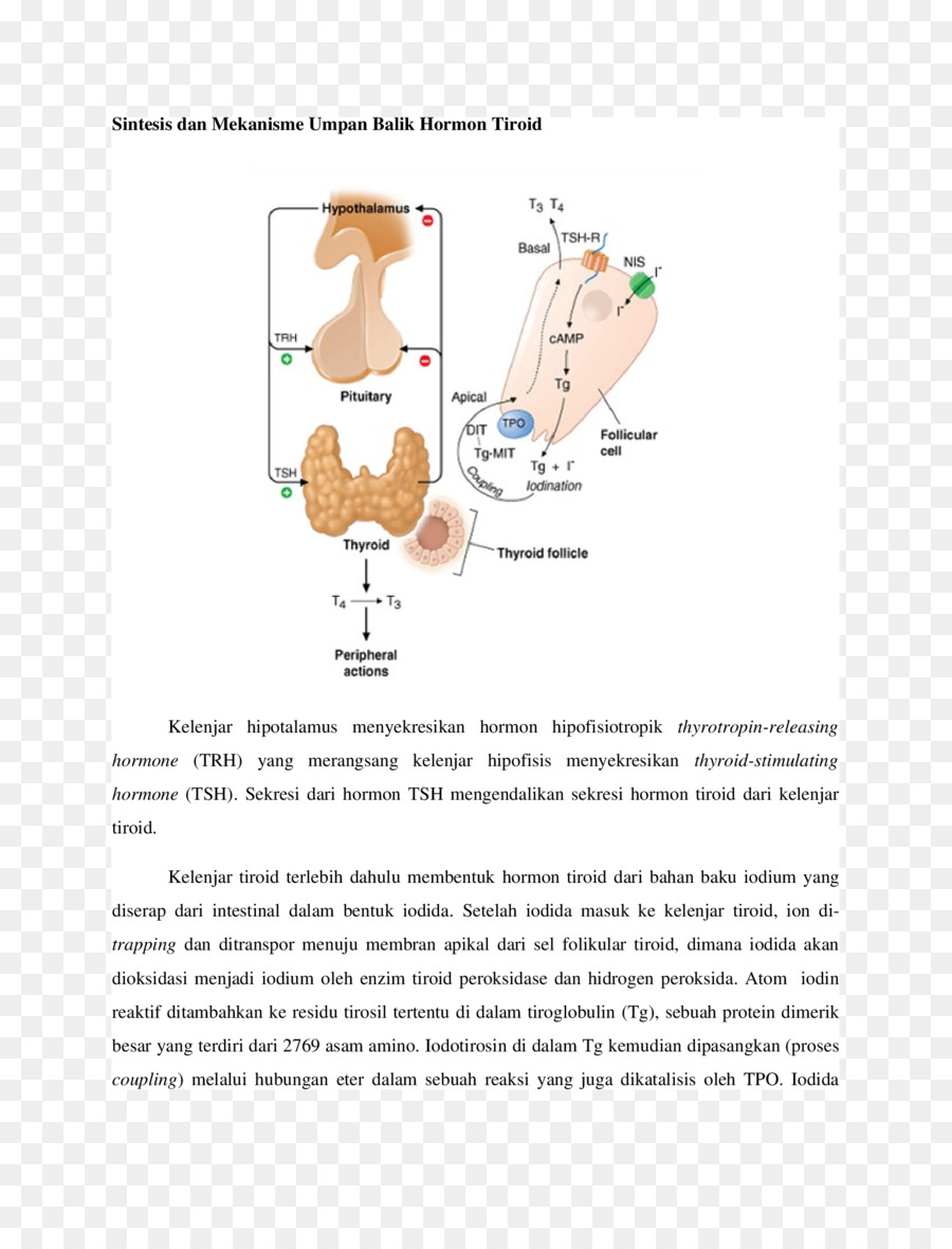 Diagrama Da Tireoide，Hormônio PNG