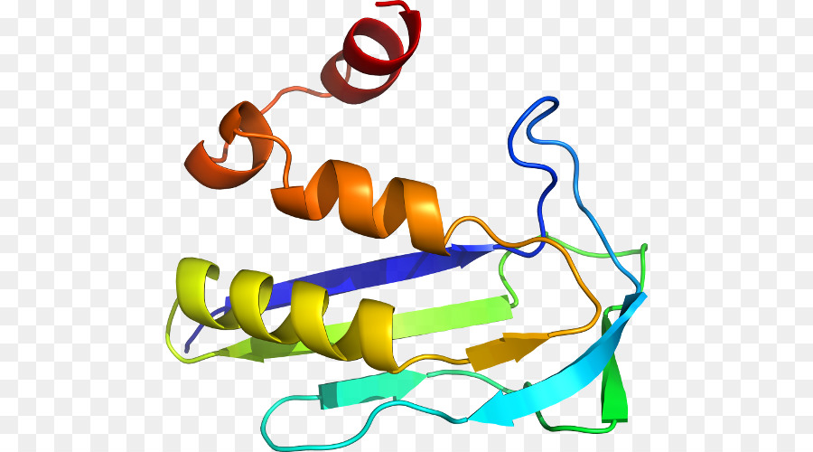 Estrutura Proteica，Molécula PNG