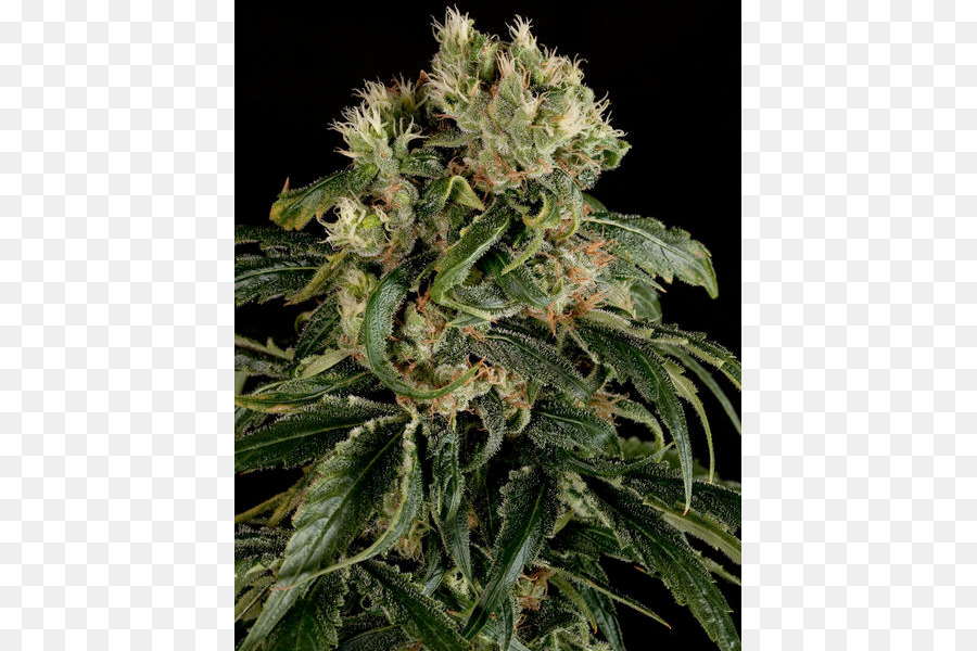 Cannabis Sativa，Cannabis PNG