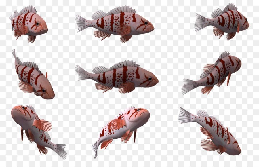 Peixe，Vermelho PNG