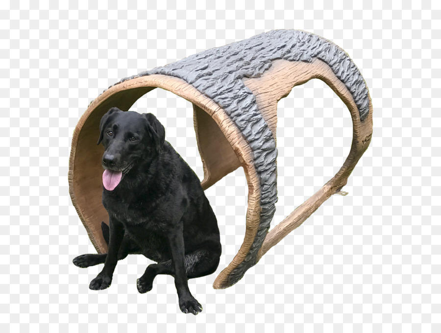 Labrador Retriever，Flatcoated Retriever PNG