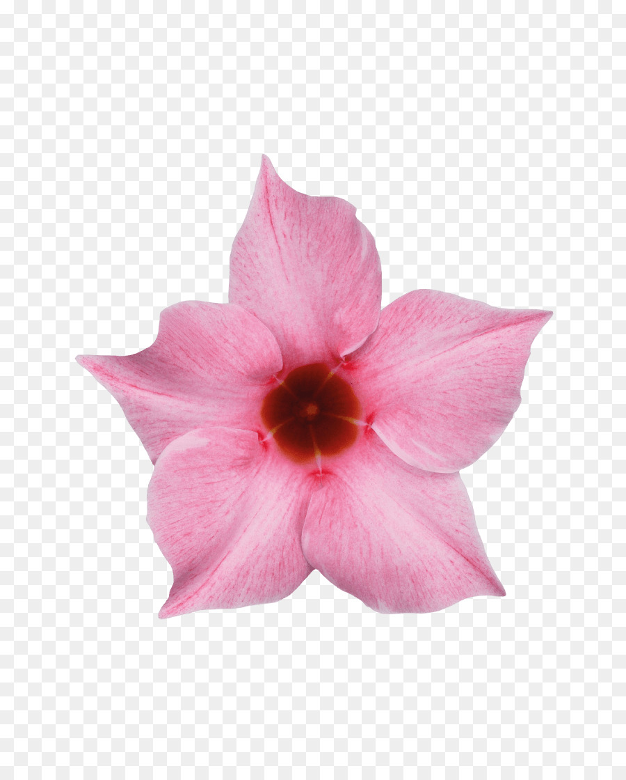 Rocktrumpet，Videira PNG