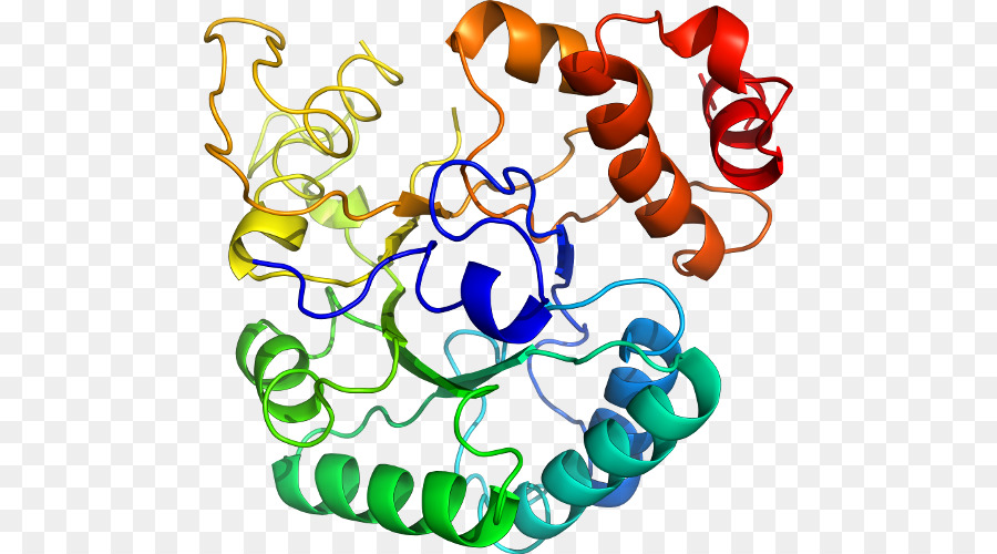 Proteína，Molécula PNG