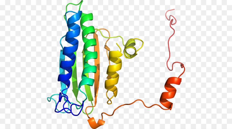 Estrutura Proteica，Biologia PNG