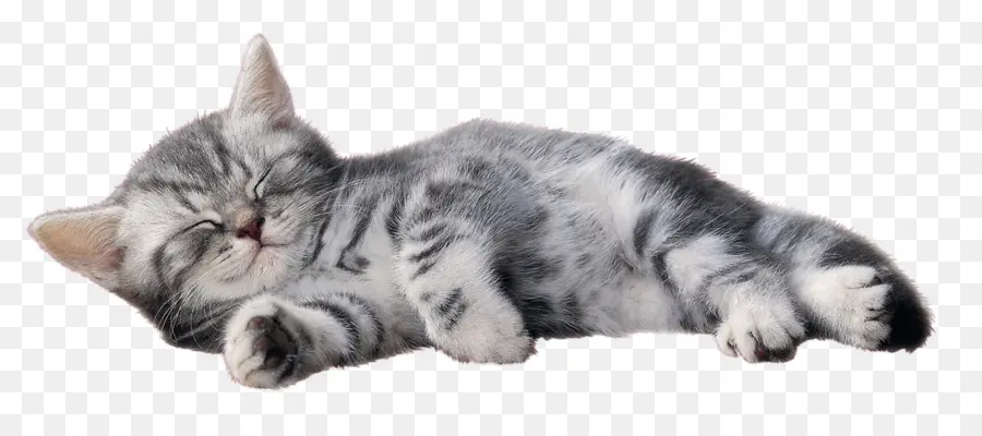 American Shorthair，European Shorthair PNG