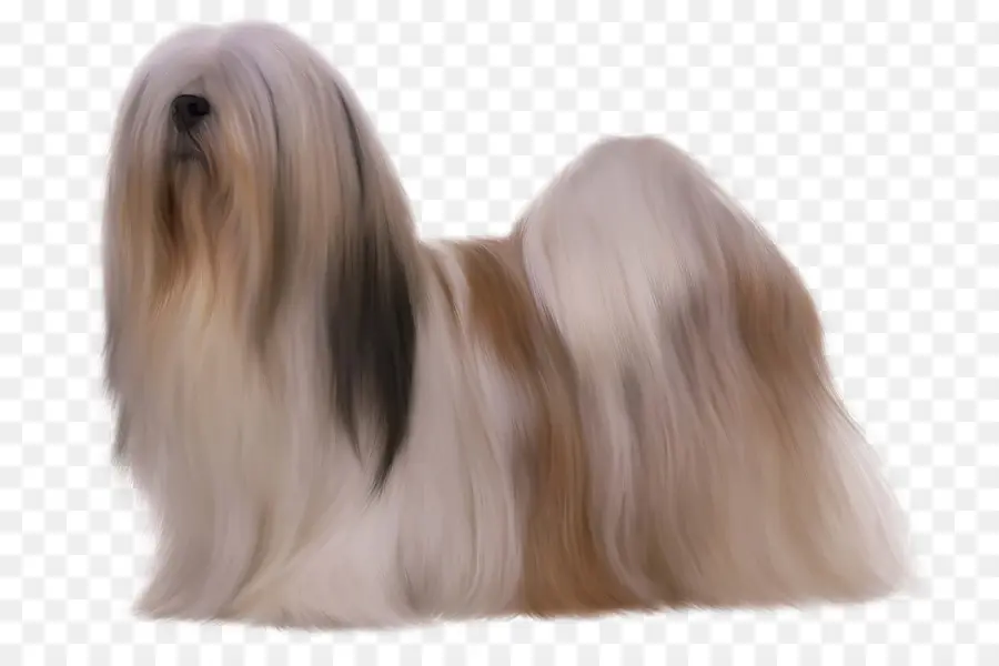 Lhasa Apso，Terrier Tibetano PNG