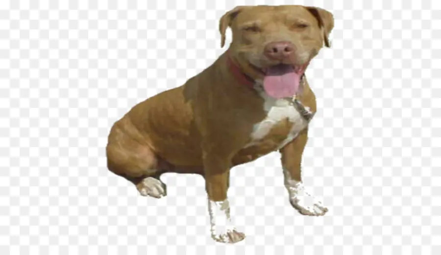 Cachorro，Bicho De Estimação PNG