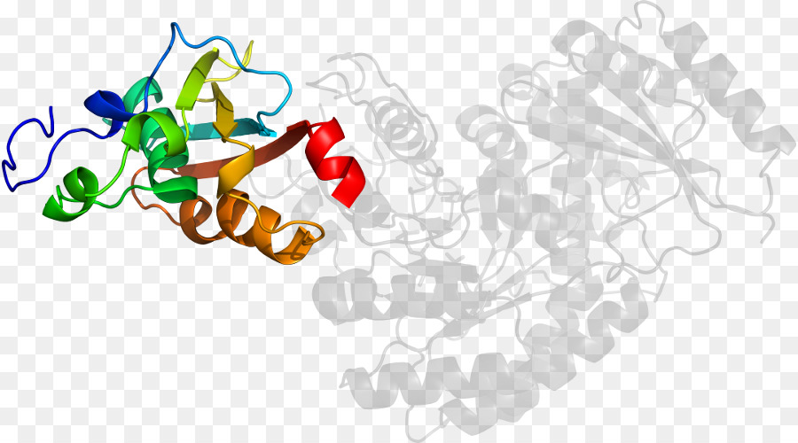 Estrutura Proteica，Molécula PNG