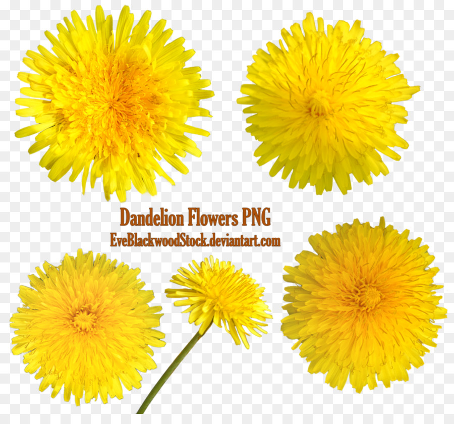 Flores De Dente De Leão，Amarelo PNG