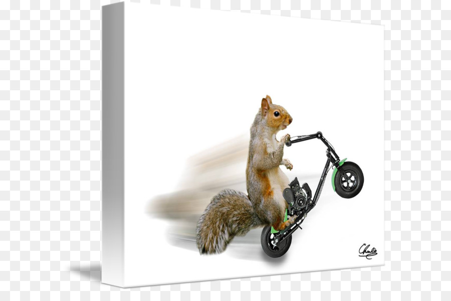 Chipmunk，Esquilo PNG