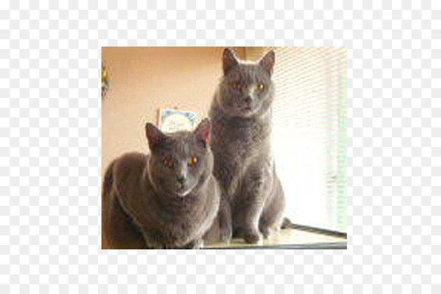 Korat，Chartreux PNG