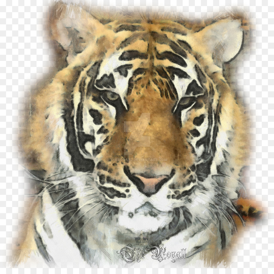 Tigre，Bigodes PNG