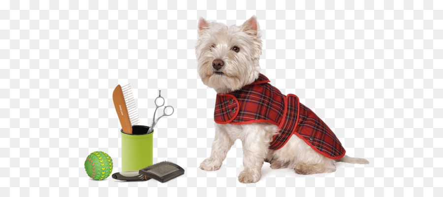 West Highland White Terrier，Scottish Terrier PNG