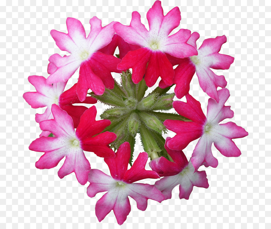 Vervain，Rosa M PNG