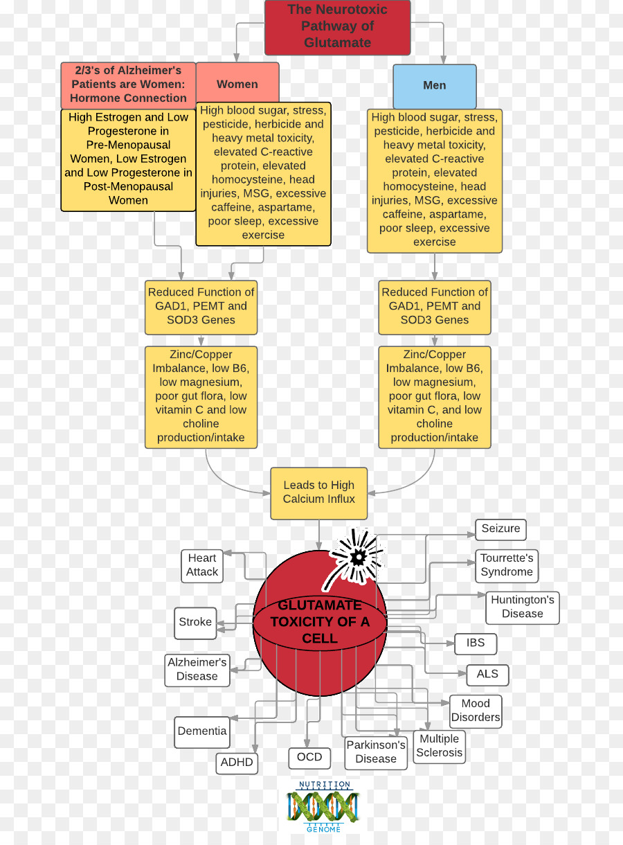 Papel，Diagrama De PNG