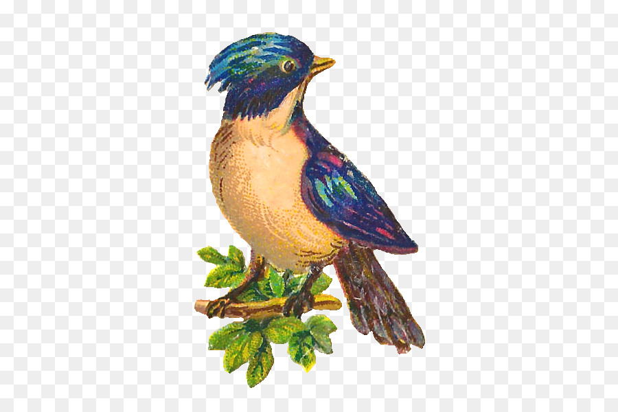 Aves，Bico PNG