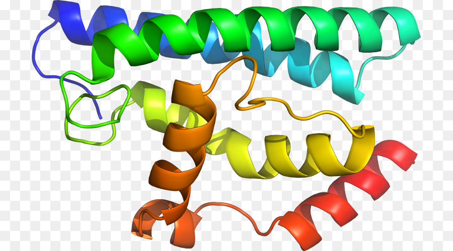 Estrutura Proteica，Biologia PNG