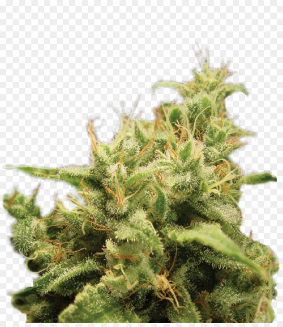 Cannabis Cup，Banco De Sementes PNG