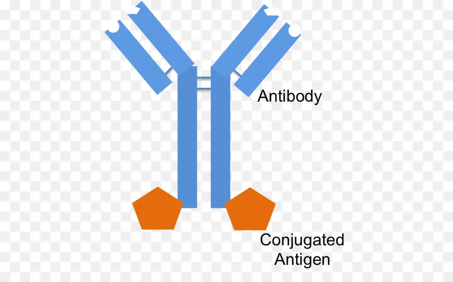 Anticorpo，Biologia PNG