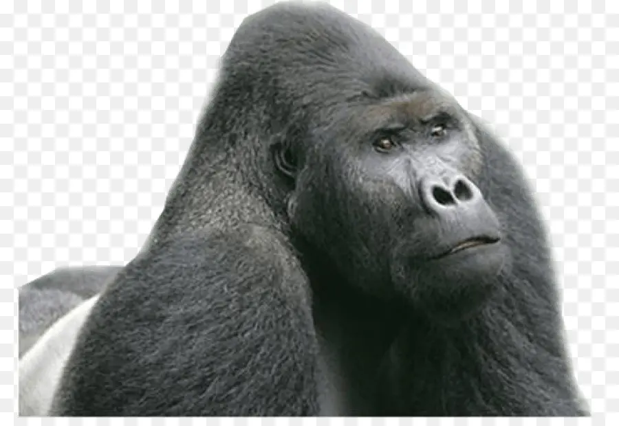 Chimpanzé，Oriental Gorila Das Planícies PNG